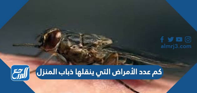 كم عدد الأمراض التي ينقلها ذباب المنزل