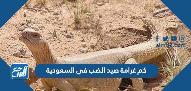 كم غرامة صيد الضب في السعودية