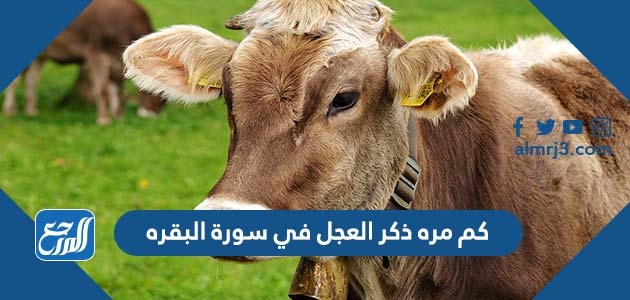 كم مره ذكر العجل في سورة البقره