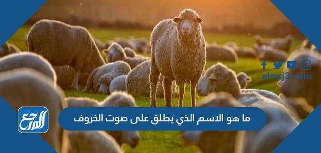 ما هو الاسم الذي يطلق على صوت الخروف