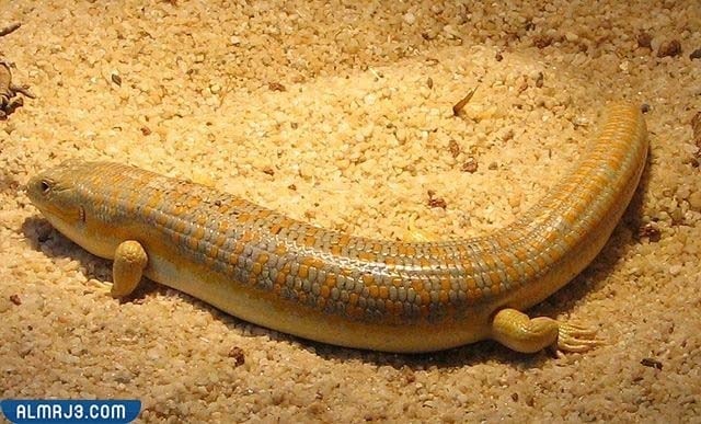 ما هو الشرشمان