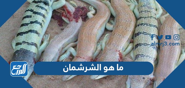 ما هو الشرشمان