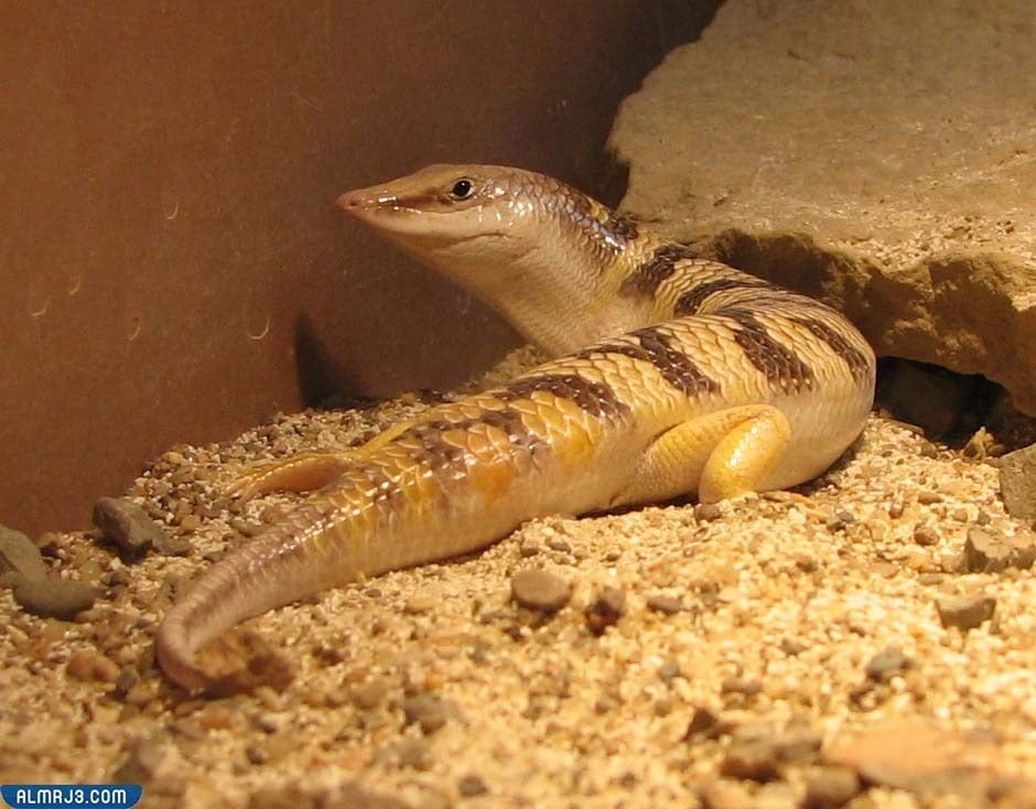 ما هو الشرشمان