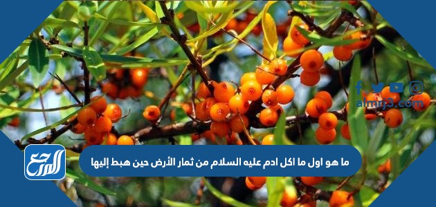 ما هو اول ما اكل ادم عليه السلام من ثمار الأرض حين هبط إليها