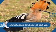 ماهو الطائر الذي تكلم كما ذكر في كتاب الله تعالى