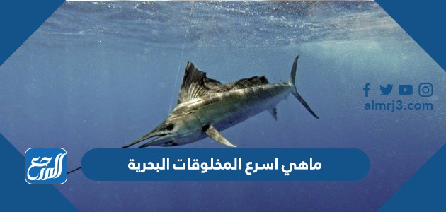 ماهي اسرع المخلوقات البحرية