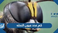 كم عدد عيون النحله