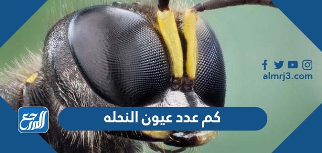 كم عدد عيون النحله