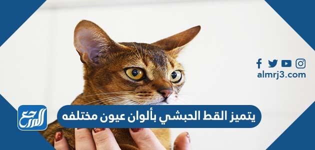 يتميز القط الحبشي بألوان عيون مختلفه