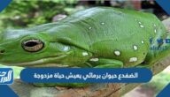 الضفدع حيوان برمائي يعيش حياة مزدوجة