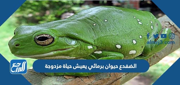 الضفدع حيوان برمائي يعيش حياة مزدوجة