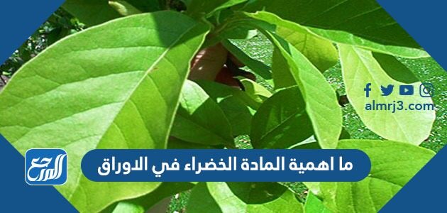 ما اهمية المادة الخضراء في الاوراق