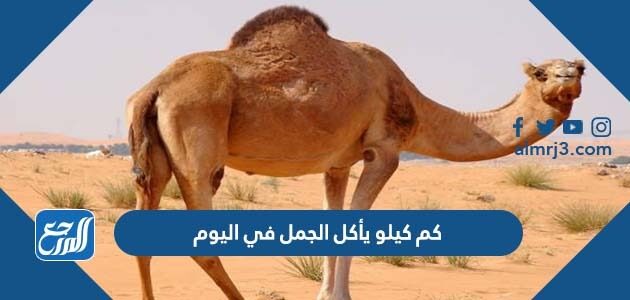 كم كيلو يأكل الجمل في اليوم