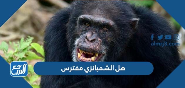 هل الشمبانزي مفترس
