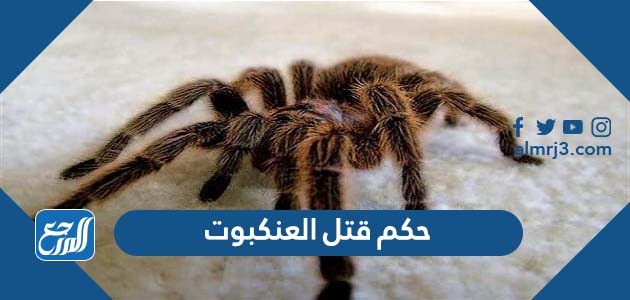 حكم قتل العنكبوت