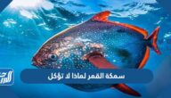 سمكة القمر لماذا لا تؤكل