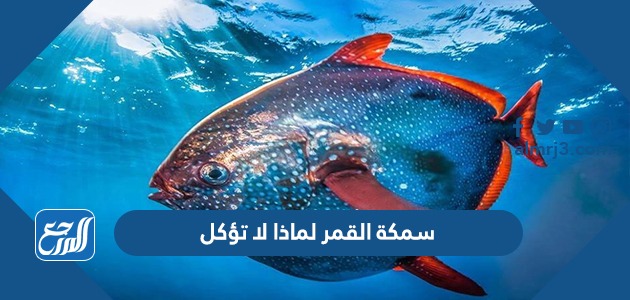 سمكة القمر لماذا لا تؤكل