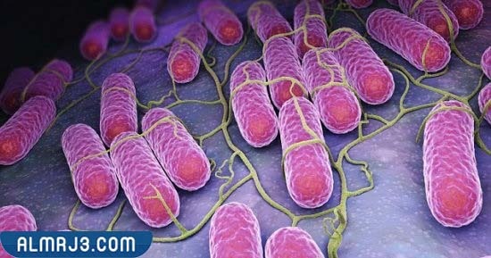 أسباب الإصابة بعدوى السالمونيلا