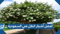 أفضل أشجار الظل في السعودية سريعة النمو وتتحمل الحرارة