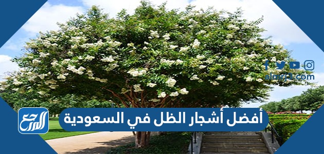 أفضل أشجار الظل في السعودية