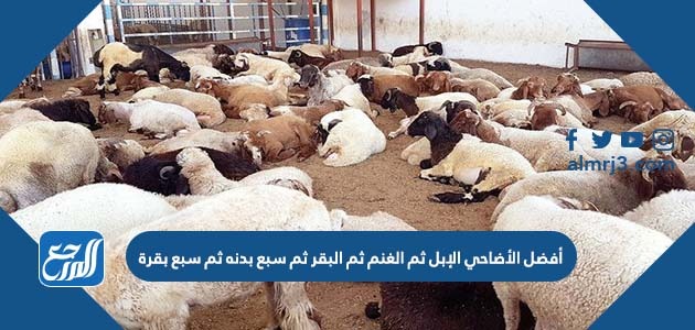 أفضل الأضاحي الإبل ثم الغنم ثم البقر ثم سبع بدنه ثم سبع بقرة