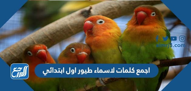 اجمع كلمات لاسماء طيور اول ابتدائي