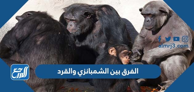 الفرق بين الشمبانزي والقرد