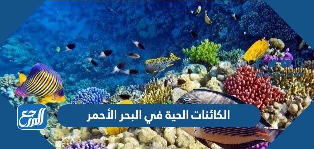 الكائنات الحية في البحر الأحمر