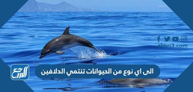 الى اي نوع من الحيوانات تنتمي الدلافين