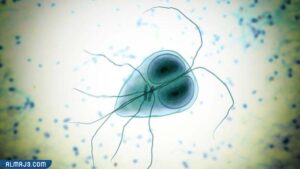 تجربتي مع الجيارديا 1