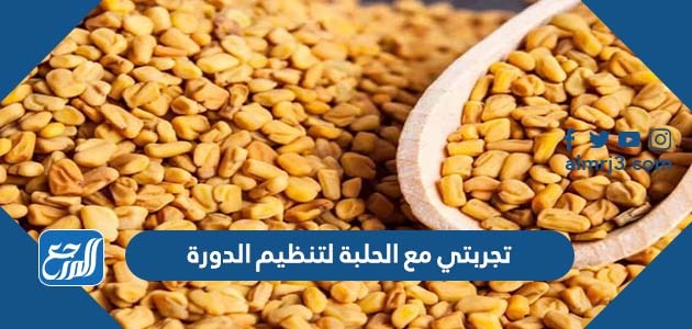 تجربتي مع الحلبة لتنظيم الدورة