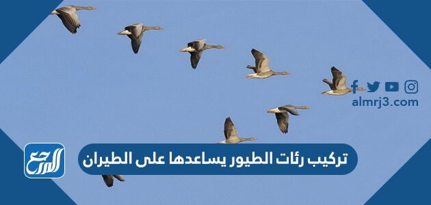 تركيب رئات الطيور يساعدها على الطيران