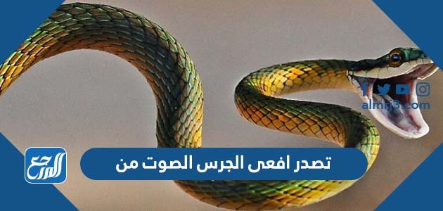 تصدر افعى الجرس الصوت من