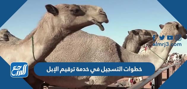 خطوات التسجيل في خدمة ترقيم الإبل