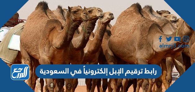 رابط ترقيم الإبل إلكترونياً في السعودية