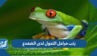رتب مراحل التحول لدى الضفدع