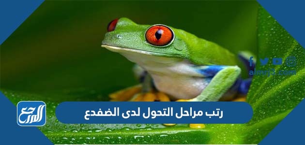 رتب مراحل التحول لدى الضفدع