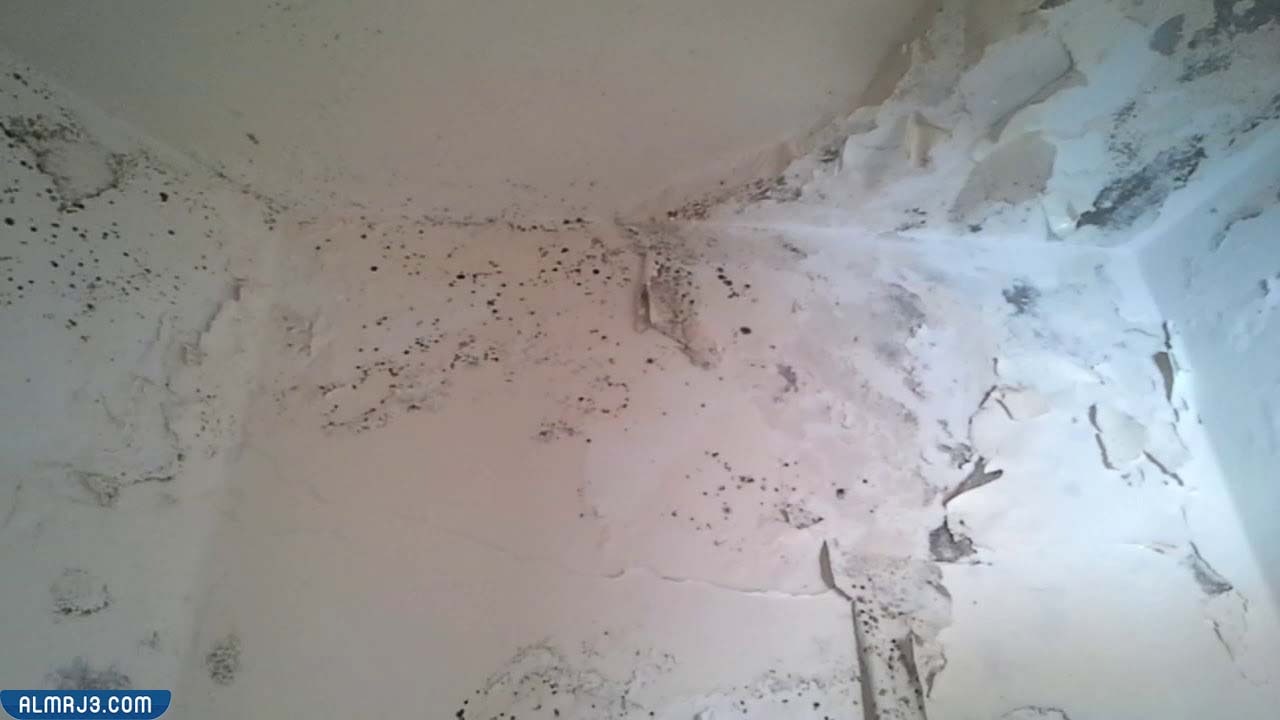 تجربتي مع رطوبة الجدران