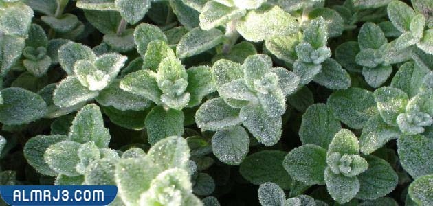 ما هو الزعتر البري؟