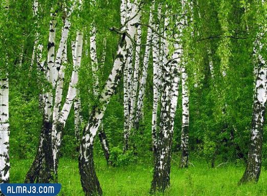 شجرة البتولا النهرية