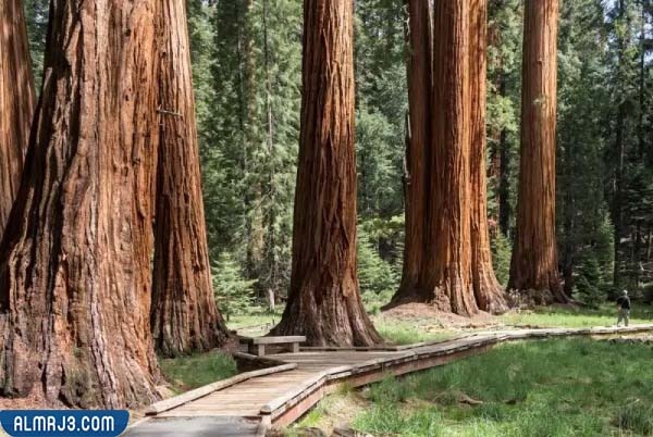 شجرة الخشب الأحمر