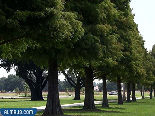 شجرة زنبق الحور