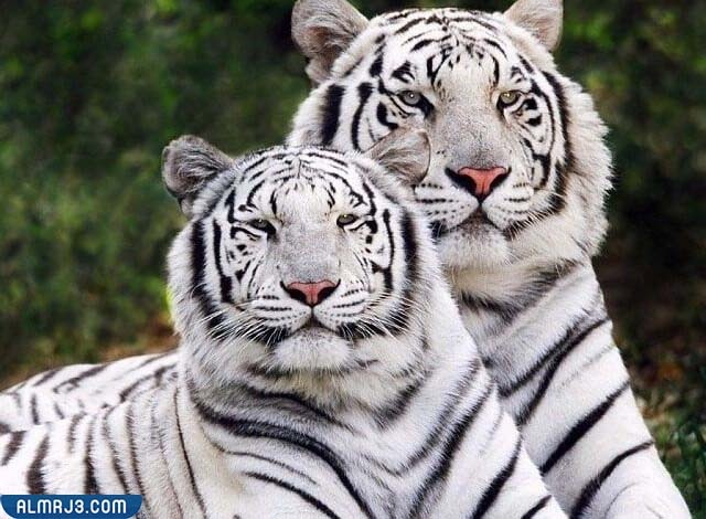 صفات النمر البنغالي