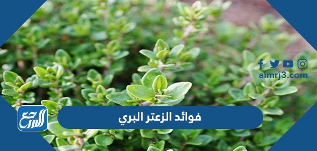 فوائد الزعتر البري وأشهر استخداماته