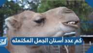 كم عدد أسنان الجمل المكتمله