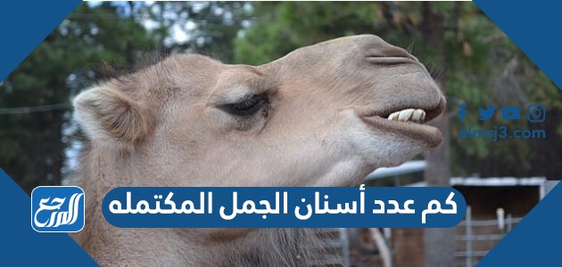 كم عدد أسنان الجمل المكتمله