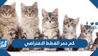كم عمر القطط الافتراضي