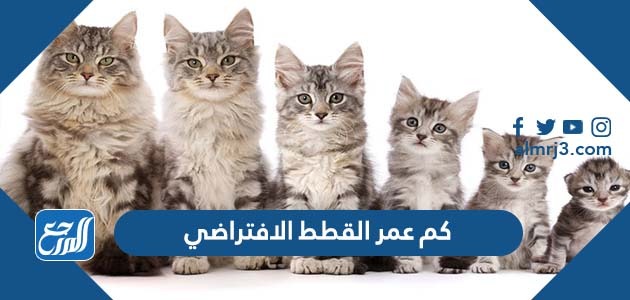 كم عمر القطط الافتراضي