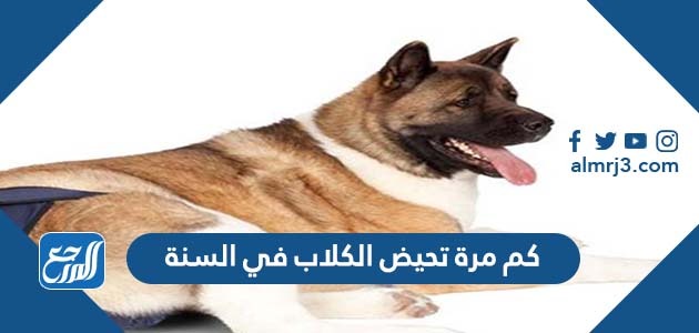 كم مرة تحيض الكلاب في السنة