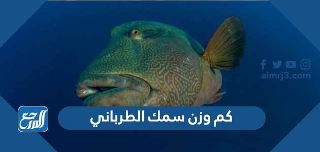 كم وزن سمك الطرباني